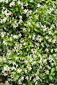 TRACHELOSPERMUM JASMINOIDES