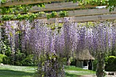 WISTERIA FLORIBUNDA MULTIJUGA