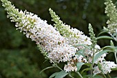 BUDDLEJA WHITE CLOUD