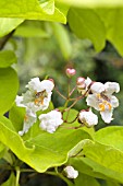 CATALPA BIGNONIOIDES AUREA