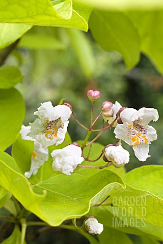 CATALPA_BIGNONIOIDES_AUREA