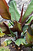 ENSETE VENTRICOSUM