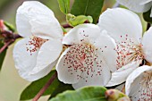 EUCRYPHIA NYMANSAY