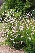 GAURA LINDHEIMERI