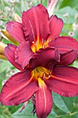 HEMEROCALLIS BERLIN RED