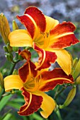 HEMEROCALLIS FRANS HALS