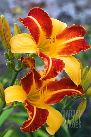 HEMEROCALLIS_FRANS_HALS