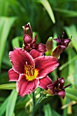 HEMEROCALLIS LITTLE RED HEN