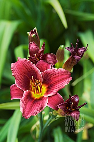 HEMEROCALLIS_LITTLE_RED_HEN