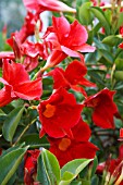 MANDEVILLA RED FURY