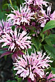 MONARDA CROFTWAY PINK