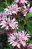 MONARDA CROFTWAY PINK