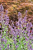 NEPETA GRANDIFLORA