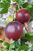 RIBES DIVARICATUM WORCESTERBERRY