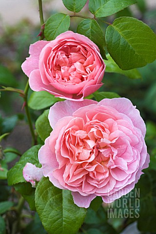 ROSA_STRAWBERRY_HILL_AUSRIMINI