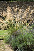 STIPA GIGANTEA & LAVANDULA MUNSTEAD