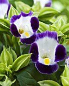 TORENIA CLOWN MIXED