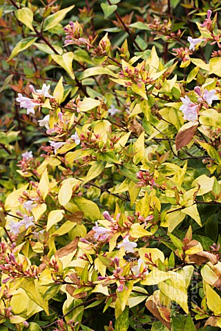 ABELIA_X_GRANDIFLORA_FRANCIS_MASON