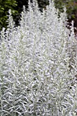 ARTEMISIA LUDOVICIANA SILVER QUEEN