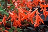 BEGONIA BONFIRE (NZCONE)