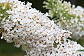 BUDDLEJA WHITE CLOUD