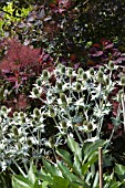 ERYNGIUM GIGANTEUM SILVER GHOST