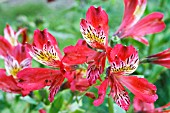 ALSTROEMERIA DANDY CANDY