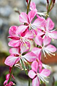 GAURA ROSYJANE