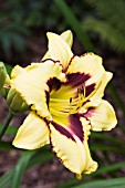 HEMEROCALLIS DESPERADO LOVE