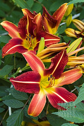 HEMEROCALLIS_FRANS_HALS