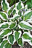 HOSTA GROUND MASTER