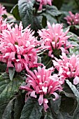 JUSTICIA CARNEA