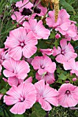 LAVATERA TRIMESTRIS SILVER CUP