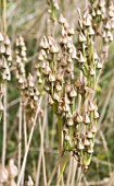 NECTAROSCORDUM SICULUM - SEED HEADS