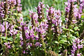 NEPETA NERVOSA PINK CAT