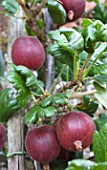 RIBES DIVARICATUM WORCESTERBERRY