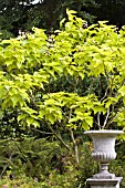 CATALPA BIGNONIOIDES AUREA