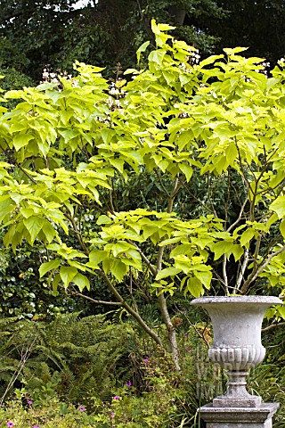 CATALPA_BIGNONIOIDES_AUREA