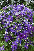 CLEMATIS RHAPSODY