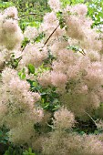 COTINUS COGGYGRIA