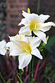 HEMEROCALLIS ICE CASTLES