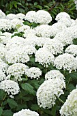 HYDRANGEA ARBORESCENS ANNABELLE