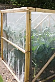 INSECT-PROOF CAGES PREVENTING CABBAGE WHITE BUTTERFLY