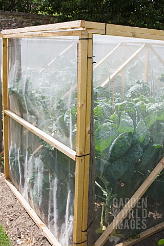 INSECTPROOF_CAGES_PREVENTING_CABBAGE_WHITE_BUTTERFLY