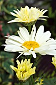 LEUCANTHEMUM MAXIMUM BROADWAY LIGHTS