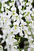 ANGELONIA SERENA WHITE