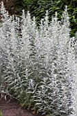 ARTEMISIA LUDOVICIANA SILVER QUEEN