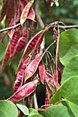 CERCIS SILIQUASTRUM