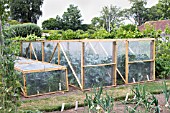 INSECT-PROOF CAGES PREVENTING CABBAGE WHITE BUTTERFLY