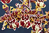 ONCIDIUM TIGER BUTTER